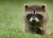 开云体育官网-双子星对决的平行时空，当勇士的硬仗基因在总决赛新生