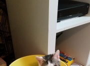 开云体育app-意甲绿茵场上的篮球绝杀，广厦队跨界绝杀爵士