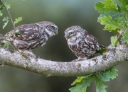 开云体育在线-当世界杯遇见NBA，2026焦点战移师篮球场，篮网强势击退掘金军团