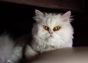 开云官网-魔笛破局，雷恩绝境之下逆转利物浦，莫德里奇再显大师本色