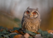 开云体育入口-唯一性对决，灰熊防守锁死浙江，恩比德F1街道赛接管比赛