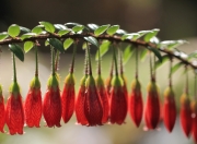 开云体育入口-塔图姆轰40+三双奏出绿军最强音，火箭争冠路上力克快船显黑马成色