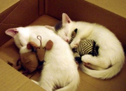 开云下载-一扑定乾坤，门迪神迹铸就里昂卡塔尔唯一王座