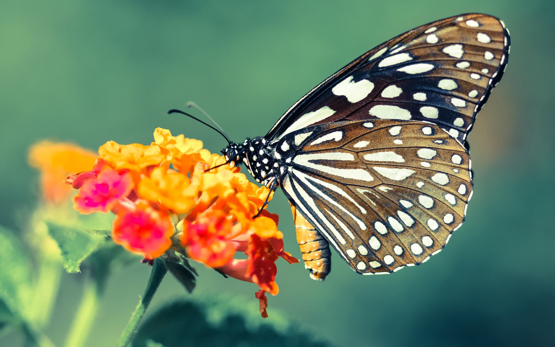 铁壁与火焰，墨西哥战术囚笼如何锁死毕尔巴鄂雄狮