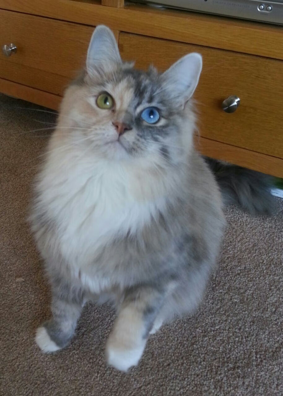 钢铁脊梁与冷箭，凯尔特人用最绿血方式赢下最不可能的硬仗