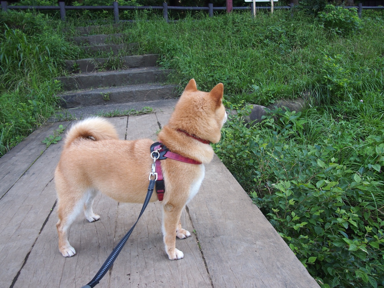 北欧飓风席卷陶瓷球场，哈兰德恐怖数据下的无情碾压