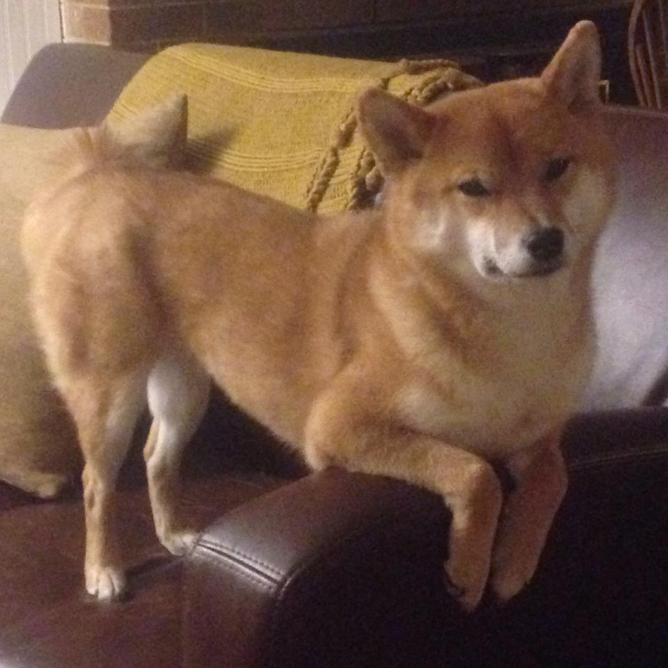 决胜0.2秒，他用足球思维投中了NBA史上最诡异的三分