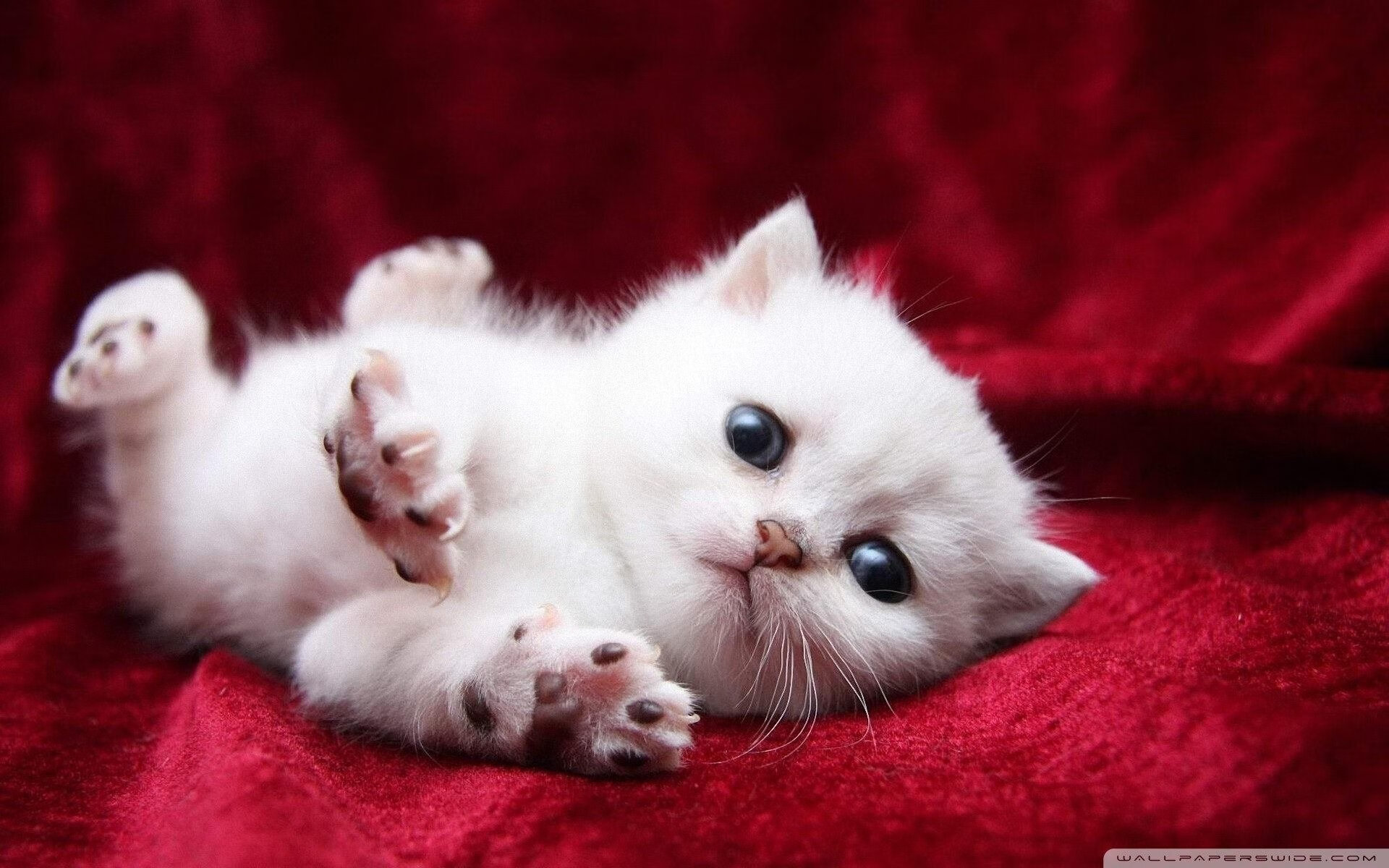 美加之夜，双核节拍器，法比尼奥的炽热交响