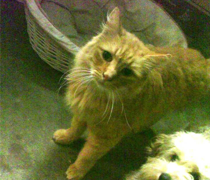 决胜基因，东契奇与广厦之胡，双星如何带走关键战