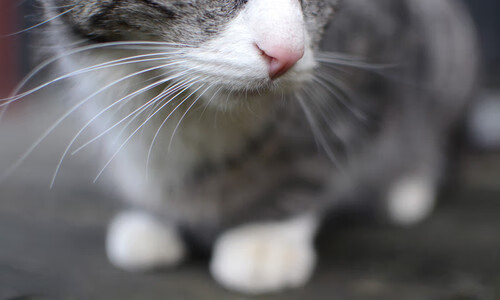 决胜0.01秒，当「福克斯」以毫厘不差的稳定，点燃冠军之夜