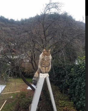 破茧成蝶，世界排名争夺战之夜，恩比德的无声咆哮