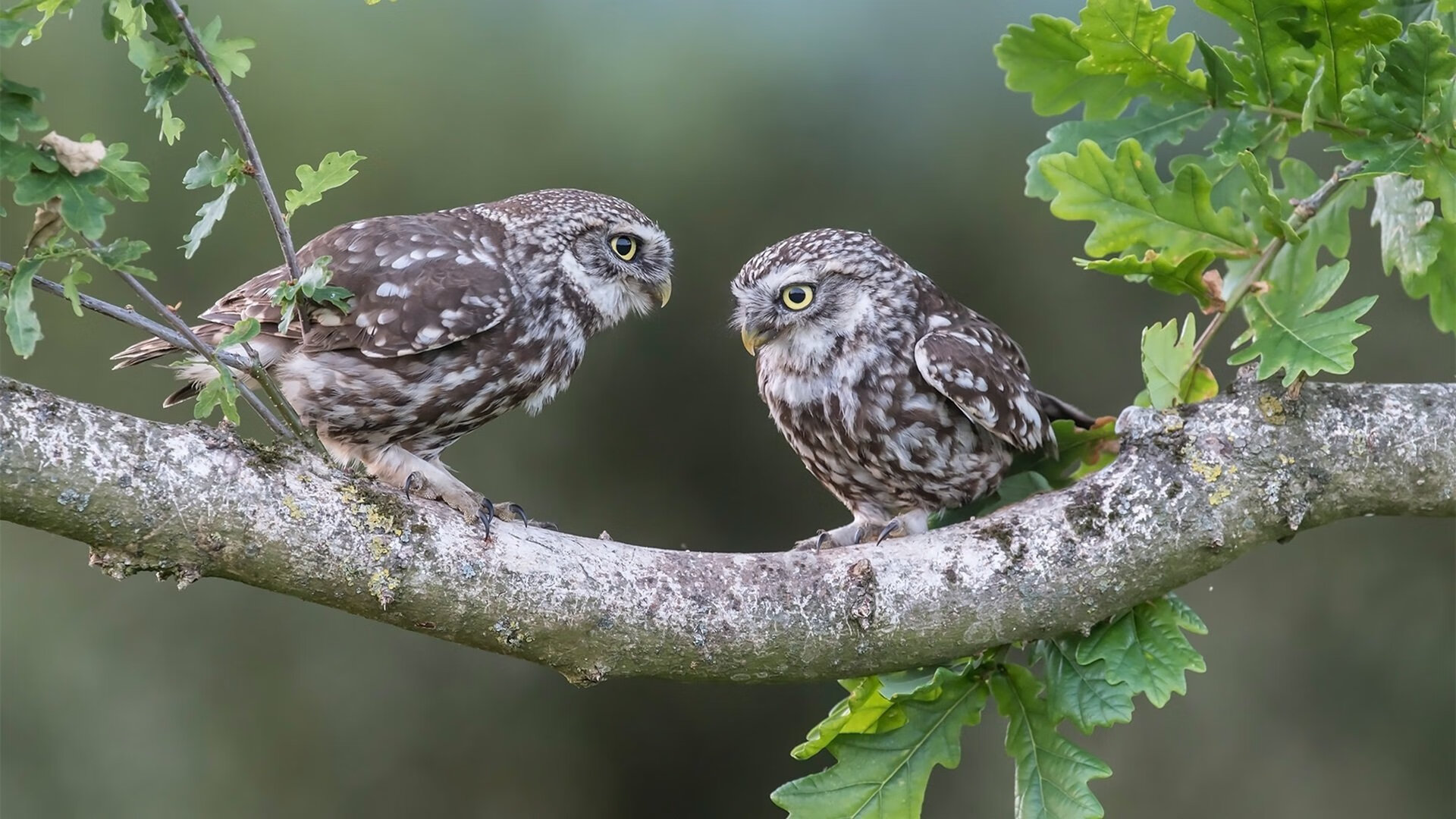 当世界杯遇见NBA，2026焦点战移师篮球场，篮网强势击退掘金军团