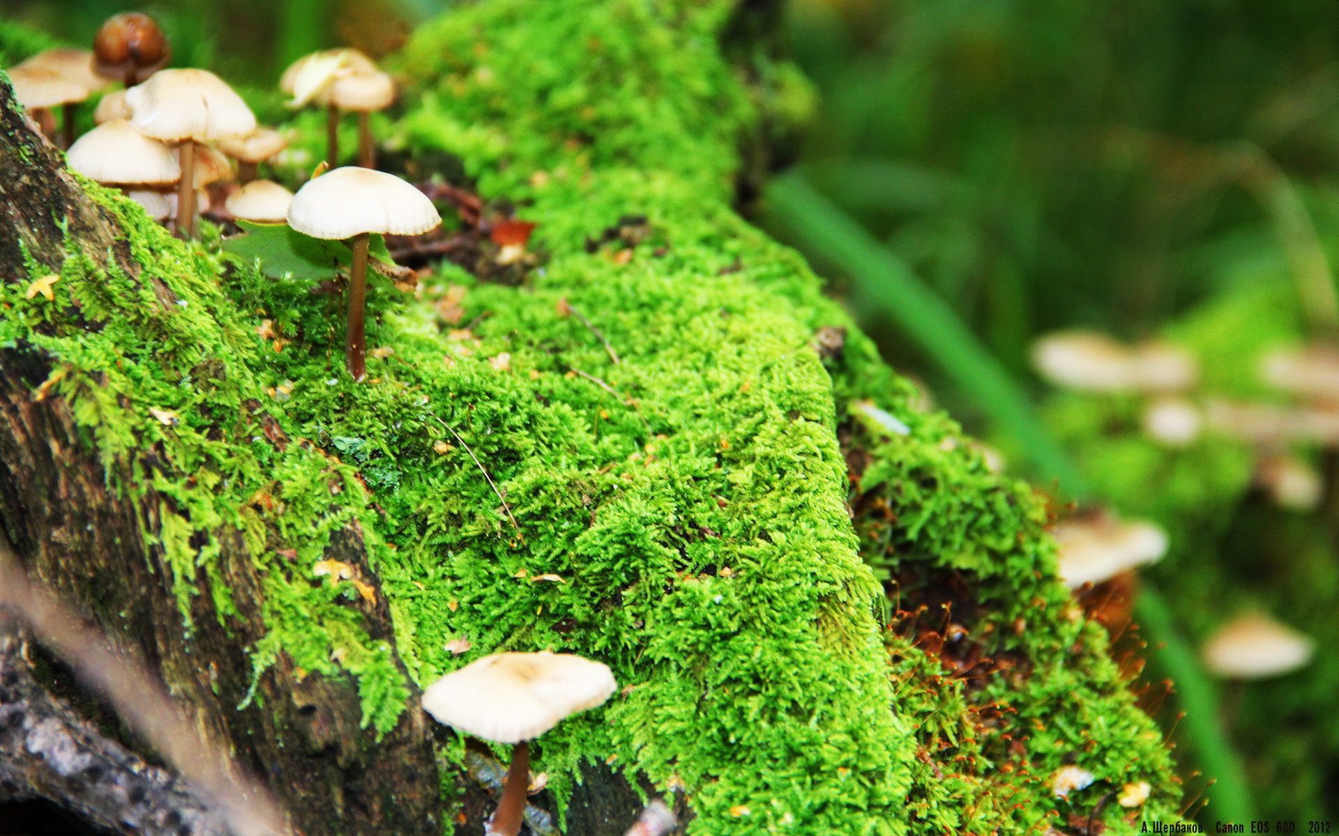 绿茵场的两种反抗，当拜仁以铁血终结资本，梅西以艺术改写规则