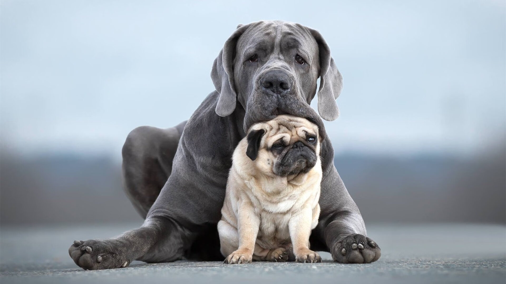 冷焰灼热斗牛士，南非稳术锁胜局，阿坎吉锋芒破长空