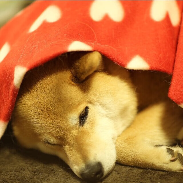 完美节拍器，霍勒迪如何用团队篮球带领深圳队带走爵士