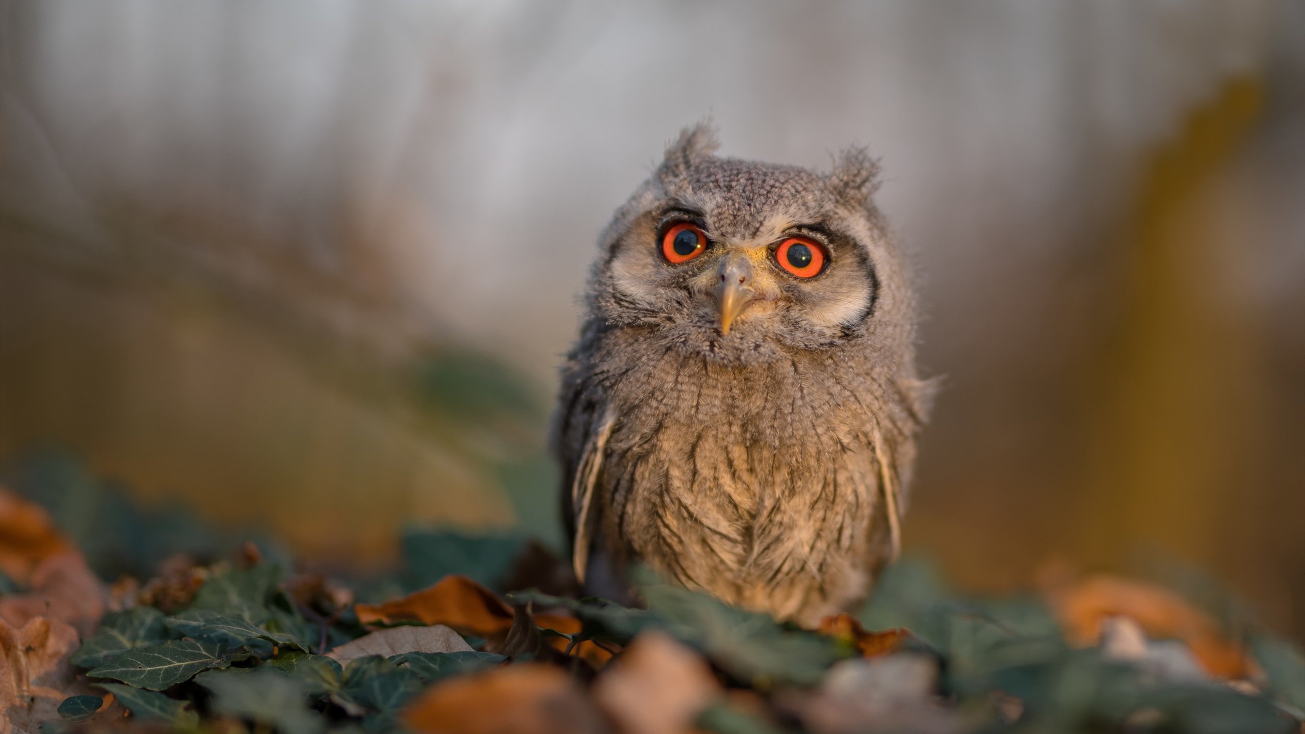 魔笛破局，雷恩绝境之下逆转利物浦，莫德里奇再显大师本色