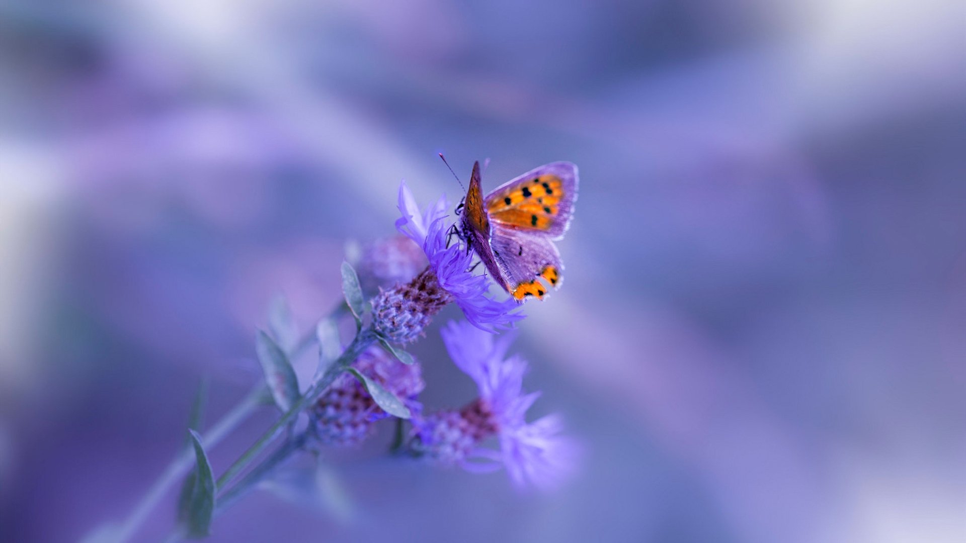 次元壁破裂之战，当浙江队遭遇完全体詹姆斯，篮球逻辑的彻底解构