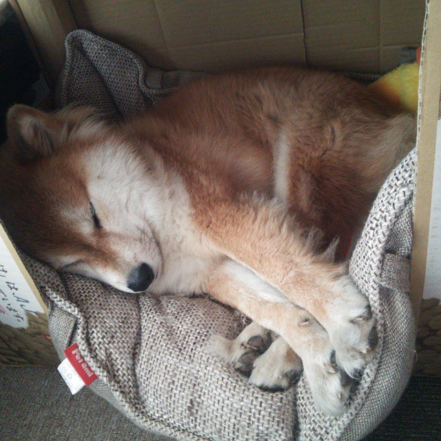 塔图姆轰40+三双奏出绿军最强音，火箭争冠路上力克快船显黑马成色